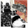 Hemorrhagic Pyrexia Virus / Gonococcus : A Love Story: The Sweet Ailment Of Mephetic Fluids Transmitted Through Infectious Fornication / Session #13 (7")